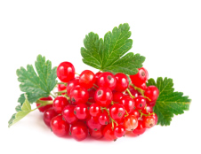 Redcurrents